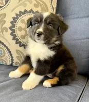 Tauriel, a female Miniature Australian Shepherd for sale in Lodi, CA – 9 of 10