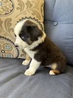 Kili, a male Miniature Australian Shepherd for sale in Lodi, CA – 7 of 10