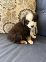 Kili, a male Miniature Australian Shepherd for sale in Lodi, CA – 8 of 10