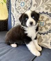 Thorin, a male Miniature Australian Shepherd for sale in Lodi, CA – 4 of 9