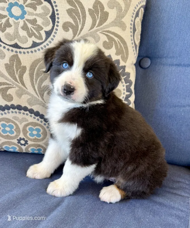 Thorin – Miniature Australian Shepherd puppy for sale in Lodi, CA