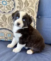 Thorin, a male Miniature Australian Shepherd for sale in Lodi, CA – 1 of 9