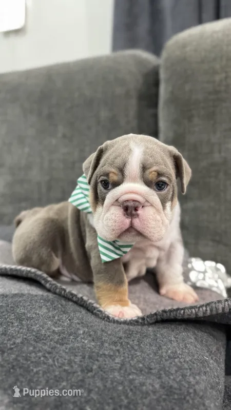 No name #1 – English Bulldog puppy for sale in Van Nuys, CA