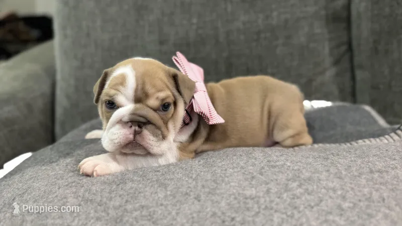 No name #2 girl – English Bulldog puppy for sale in Van Nuys, CA