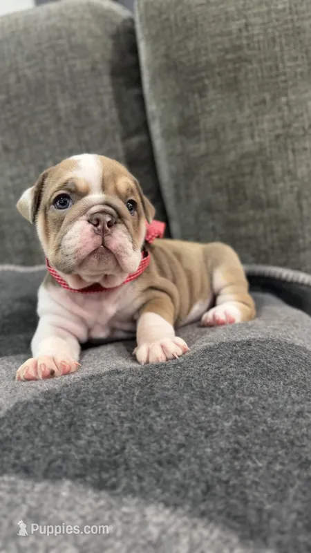 No name #1 girl – English Bulldog puppy for sale in Van Nuys, CA