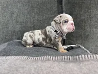 No name #2 , a male English Bulldog for sale in Van Nuys, CA – Photo 5 of 5