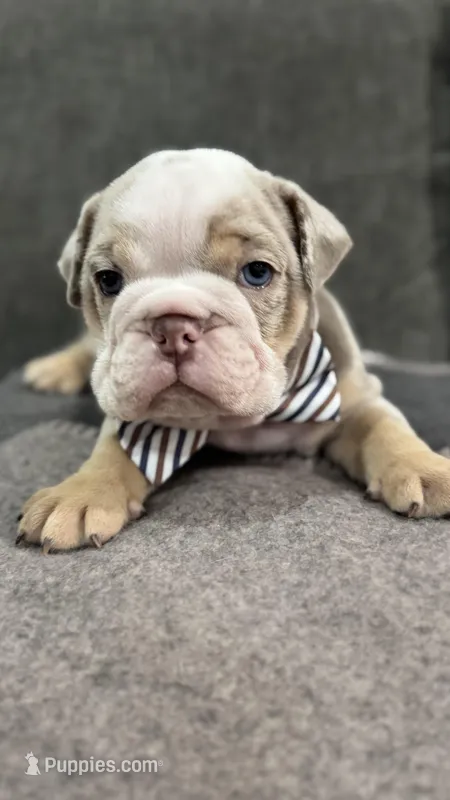 No name #2  – English Bulldog puppy for sale in Van Nuys, CA