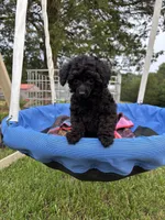 Winnie, a female Poodle - Toy  for sale in Madison, NC – 10 of 10