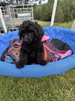 Winnie, a female Poodle - Toy  for sale in Madison, NC – 4 of 10