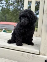 Pooh, a male Poodle - Toy  for sale in Madison, NC – 5 of 10