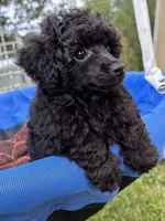Pooh, a male Poodle - Toy  for sale in Madison, NC – 9 of 10