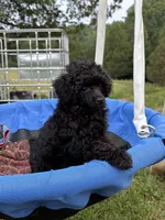 Pooh, a male Poodle - Toy  for sale in Madison, NC – 10 of 10