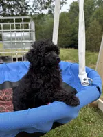 Pooh, a male Poodle - Toy  for sale in Madison, NC – 8 of 10