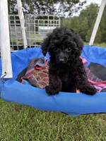 Winnie, a female Poodle - Toy  for sale in Madison, NC – 7 of 10
