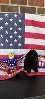Ralphie, a male Poodle - Toy  for sale in Madison, NC – 10 of 10