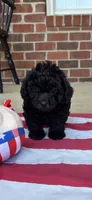 Ralphie, a male Poodle - Toy  for sale in Madison, NC – 1 of 10