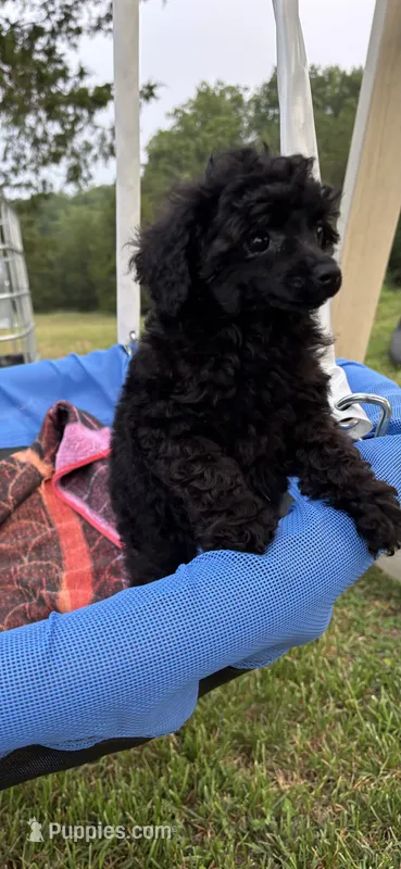 Winnie – Poodle - Toy  puppy for sale in Madison, NC