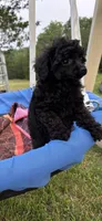 Winnie, a female Poodle - Toy  for sale in Madison, NC – 1 of 10