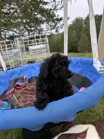 Winnie, a female Poodle - Toy  for sale in Madison, NC – 2 of 10