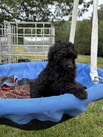 Pooh, a male Poodle - Toy  for sale in Madison, NC – 6 of 10