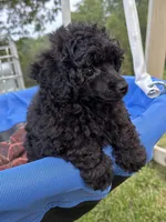 Pooh, a male Poodle - Toy  for sale in Madison, NC – 3 of 10