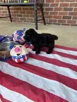 Ralphie, a male Poodle - Toy  for sale in Madison, NC – 6 of 10