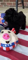Ralphie, a male Poodle - Toy  for sale in Madison, NC – 5 of 10