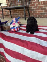 Ralphie, a male Poodle - Toy  for sale in Madison, NC – 9 of 10
