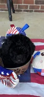 Ralphie, a male Poodle - Toy  for sale in Madison, NC – 7 of 10