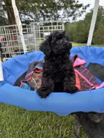 Winnie, a female Poodle - Toy  for sale in Madison, NC – 3 of 10
