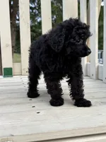 Winnie, a female Poodle - Toy  for sale in Madison, NC – 8 of 10