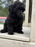 Pooh, a male Poodle - Toy  for sale in Madison, NC – 4 of 10