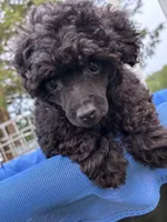 Pooh, a male Poodle - Toy  for sale in Madison, NC – 2 of 10