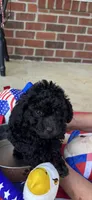 Ralphie, a male Poodle - Toy  for sale in Madison, NC – 4 of 10