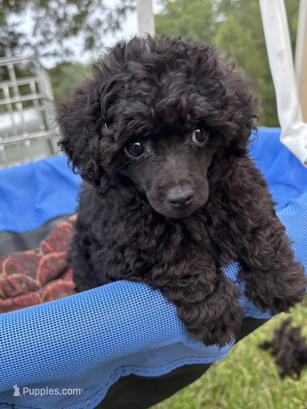 Pooh – Poodle - Toy  puppy for sale in Madison, NC