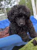Pooh, a male Poodle - Toy  for sale in Madison, NC – 1 of 10