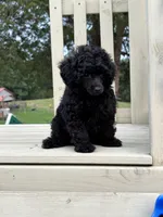 Pooh, a male Poodle - Toy  for sale in Madison, NC – 7 of 10