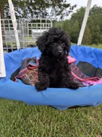 Winnie, a female Poodle - Toy  for sale in Madison, NC – 5 of 10