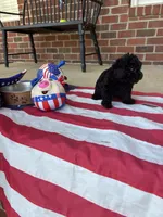 Ralphie, a male Poodle - Toy  for sale in Madison, NC – 8 of 10