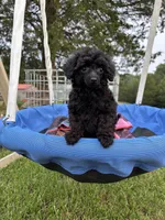 Winnie, a female Poodle - Toy  for sale in Madison, NC – 6 of 10