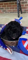 Ralphie, a male Poodle - Toy  for sale in Madison, NC – 2 of 10