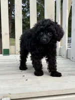Winnie, a female Poodle - Toy  for sale in Madison, NC – 9 of 10