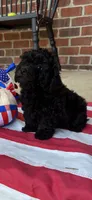 Ralphie, a male Poodle - Toy  for sale in Madison, NC – 3 of 10