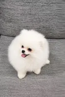 Yuki, a male Pomeranian for sale in New York City, NY – 2 of 6