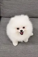 Yuki, a male Pomeranian for sale in New York City, NY – 4 of 6
