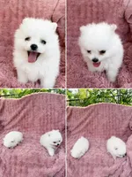 Yuki, a male Pomeranian for sale in New York City, NY – 3 of 4