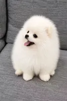 Yuki, a male Pomeranian for sale in New York City, NY – 5 of 6
