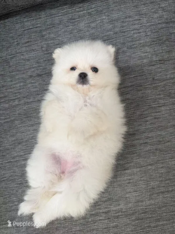 Yuki – Pomeranian puppy for sale in New York City, NY