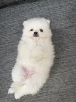 Yuki, a male Pomeranian for sale in New York City, NY – 1 of 4