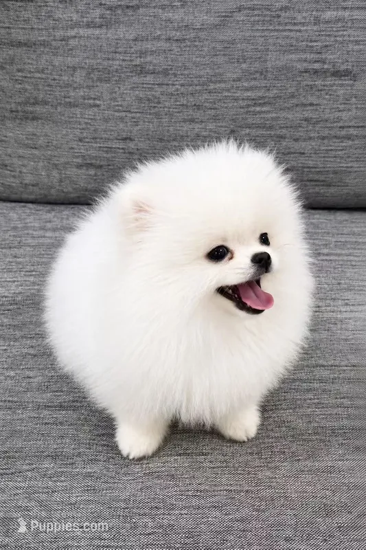 Yuki – Pomeranian puppy for sale in New York City, NY